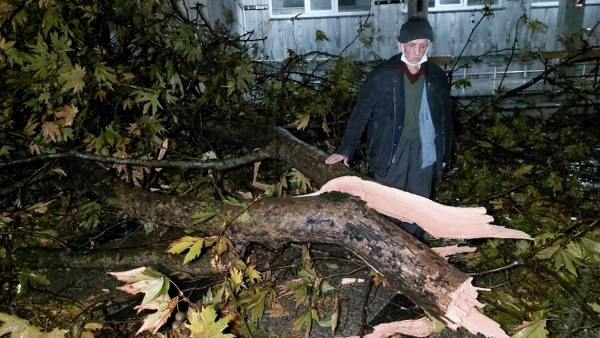 Şiddetli Rüzgar Çınar Ağacını İkiye Böldü 