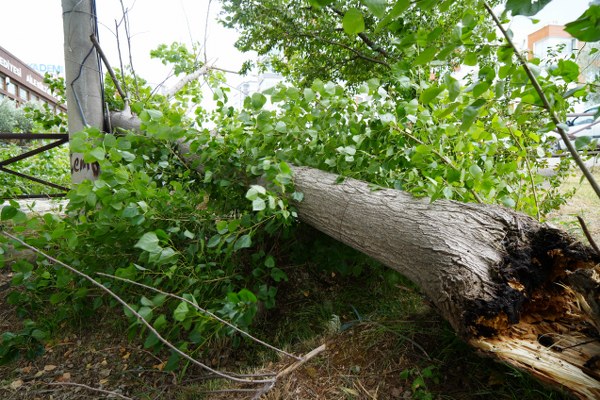 Kökünden Sökülen Ağaç Aracın Üzerine Devrildi