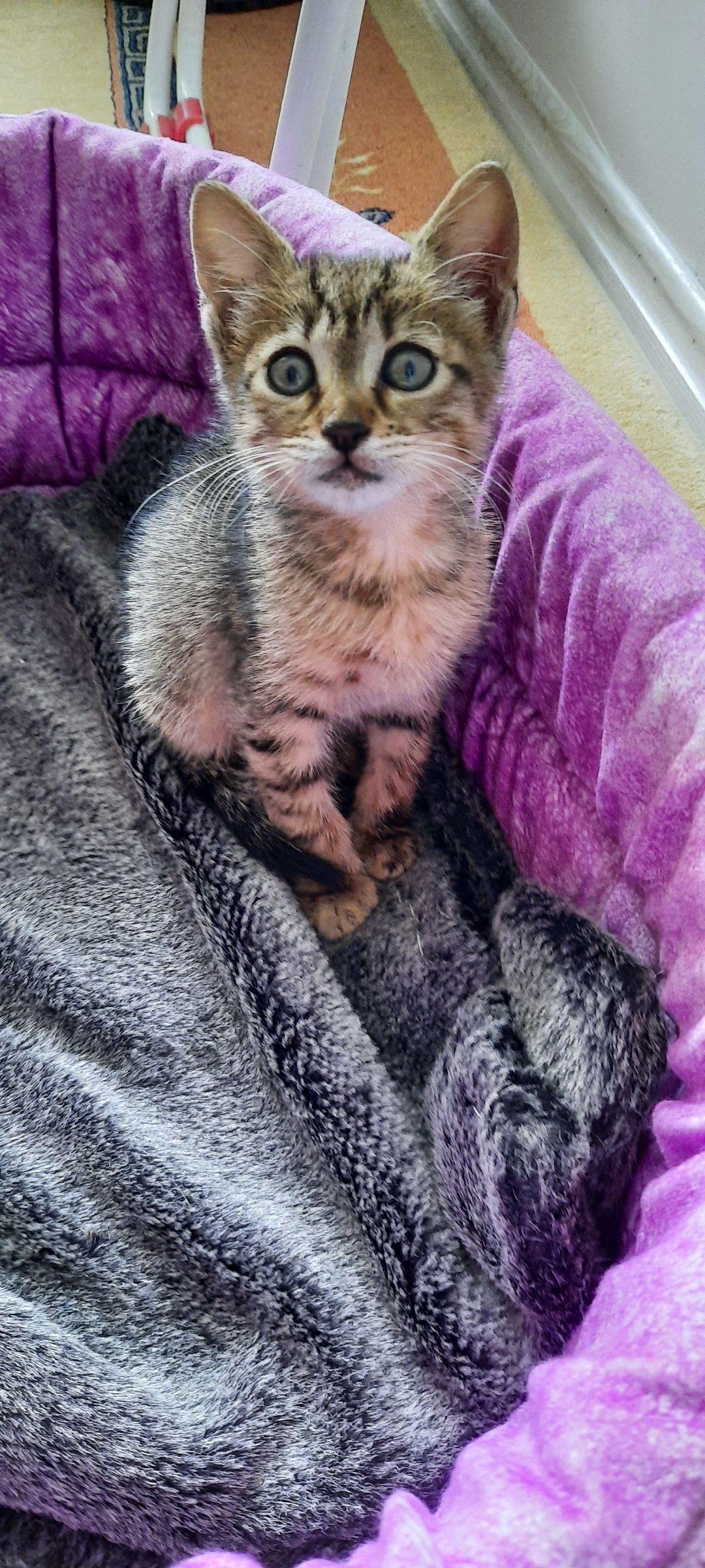 Vitrinde Kedi Köpek Satışına Son