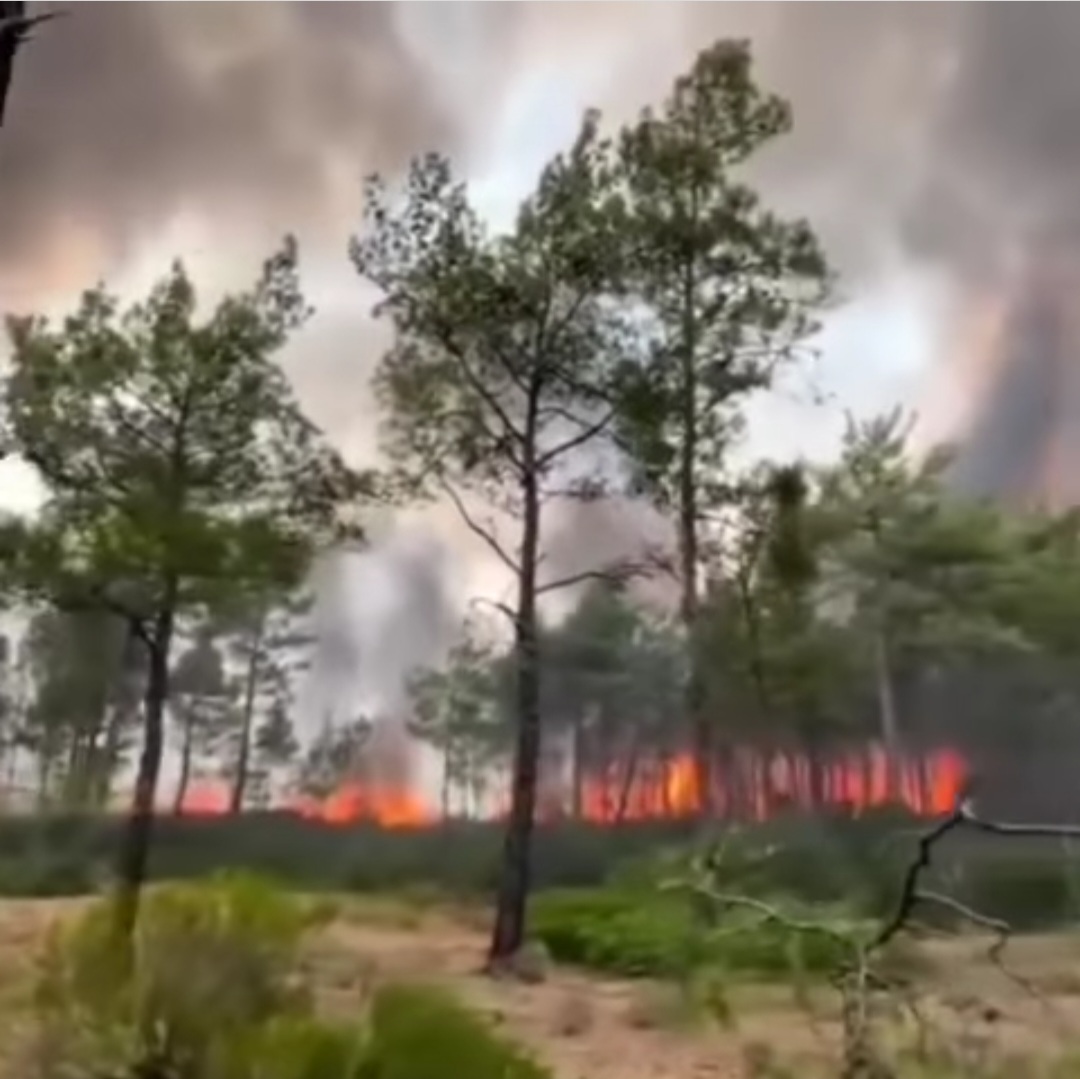 Datça'da Orman Yangını