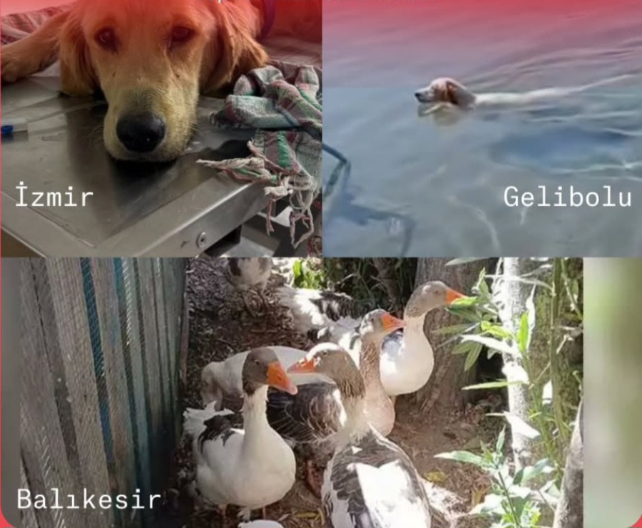 Sadece Serinlemek İstemişlerdi