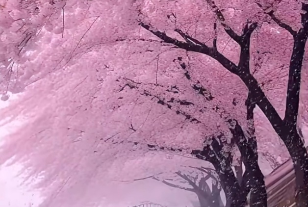 Samsun Yakakent'e Japon Temalı “Kushimoto Kardeş Şehir Parkı” Geliyor