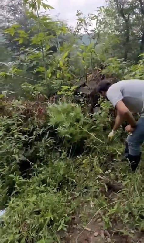 Samsun’da Uyuşturucu Operasyonu: 57 Kilo Esrar ve 495 Kök Kenevir Ele Geçti