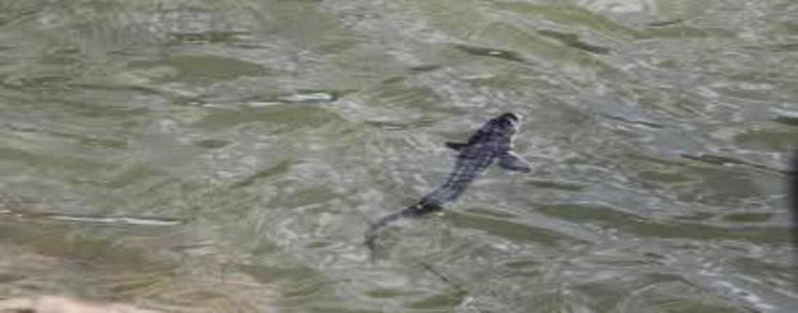 Yeşilırmak Nehri'ne 5000 Adet Mersin Balığı Yavrusu Bırakıldı