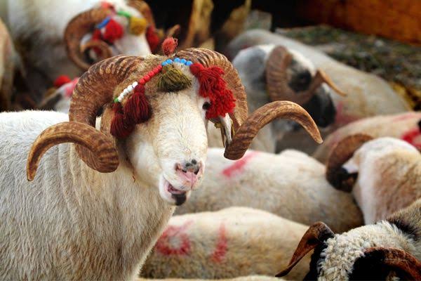 2024 Yılı Kurban Kesim Fiyatları Belli Oldu