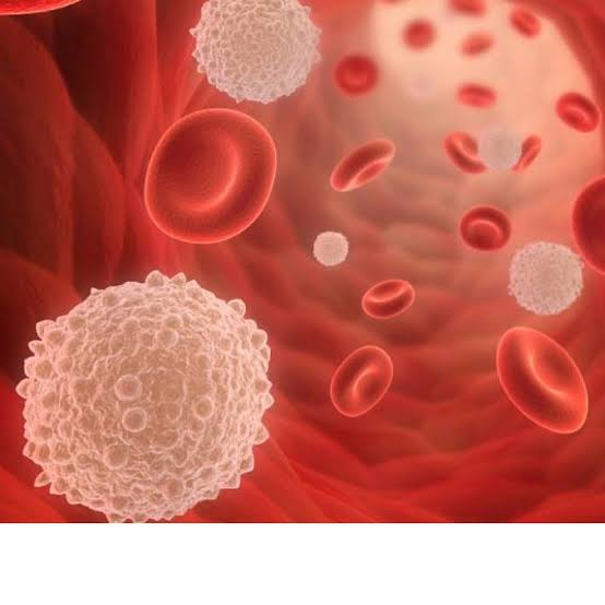 'Oropouche Virüsü' Paniği 