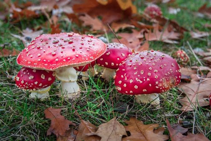 Zehirli Mantar Yiyen 3 Kişi Hastanelik Oldu