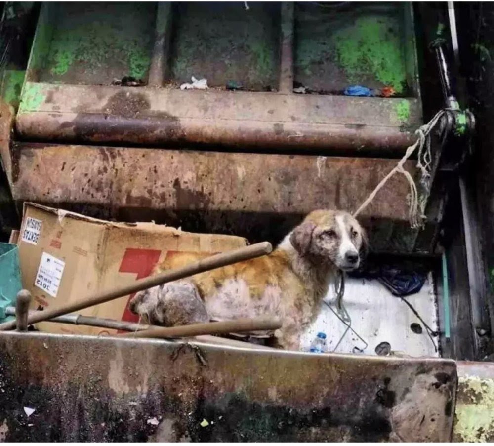 Ordu'da Kameralara Yansıyan Görüntü Dehşet Uyandırdı