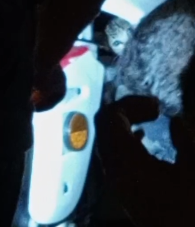 Bir Minik Kedi Operasyonu 