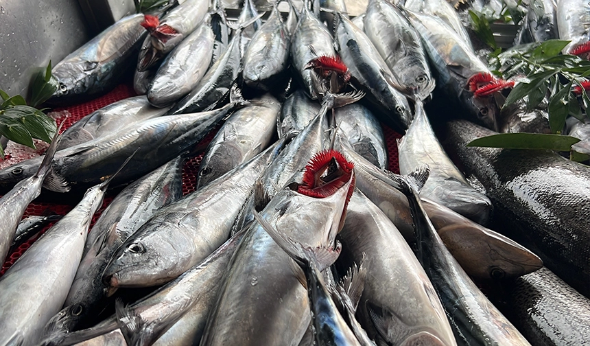 Tezgâhlar da Palamut Zamanı