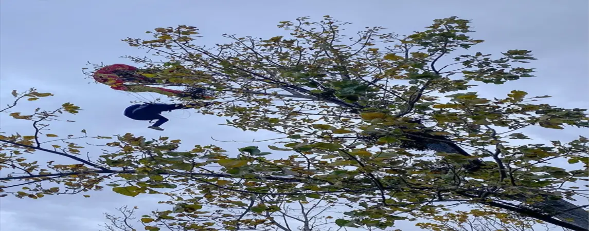 Ağaca Takılan Paraşütçü İtfaiye Tarafından Kurtarıldı 
