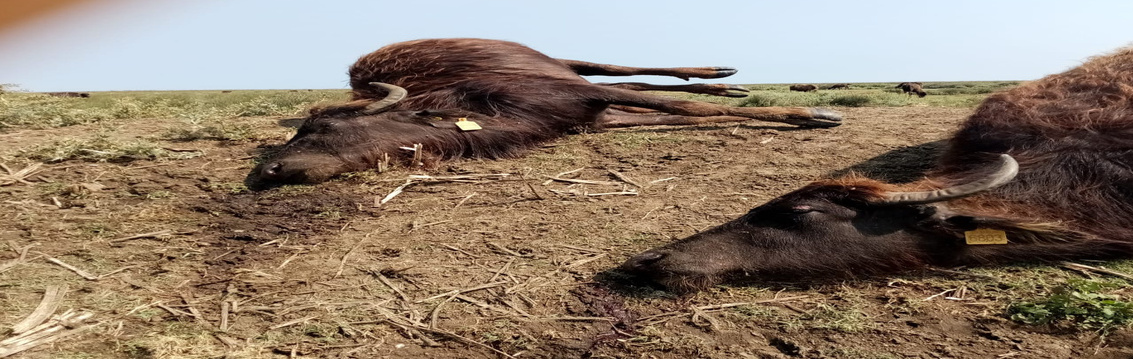 Üzerine Yıldırım Düşen Mandalar Telef Oldu